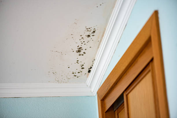 Best Mold Remediation  in New Madison, OH