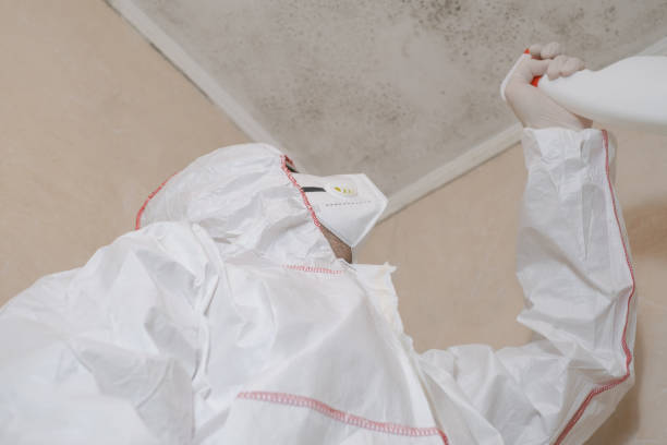 Best Home Mold Removal  in New Madison, OH