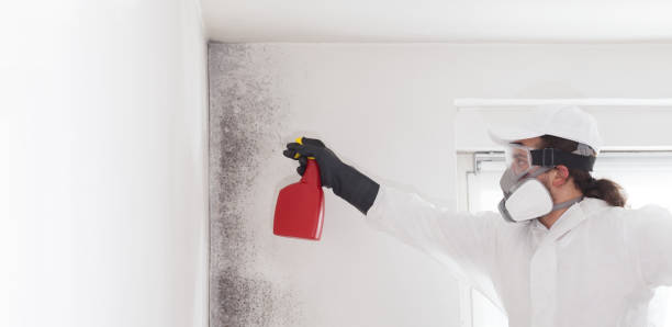 Best Affordable Mold Removal  in New Madison, OH