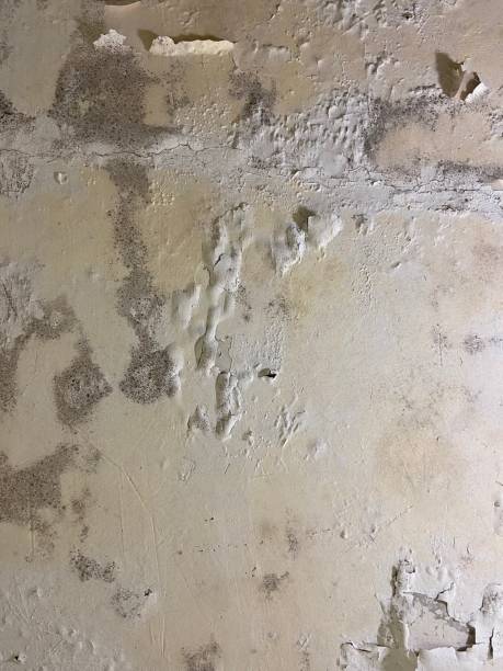 Best Mold Damage Repair  in New Madison, OH