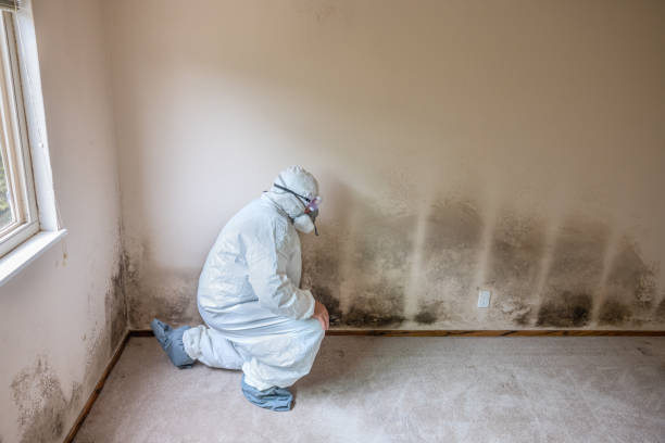 Home Mold Removal in New Madison, OH