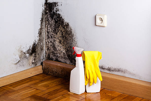 Best Fast Mold Removal  in New Madison, OH