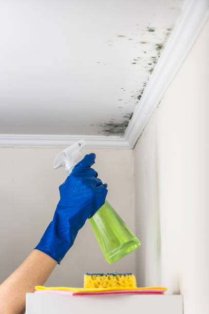Home Mold Removal in New Madison, OH